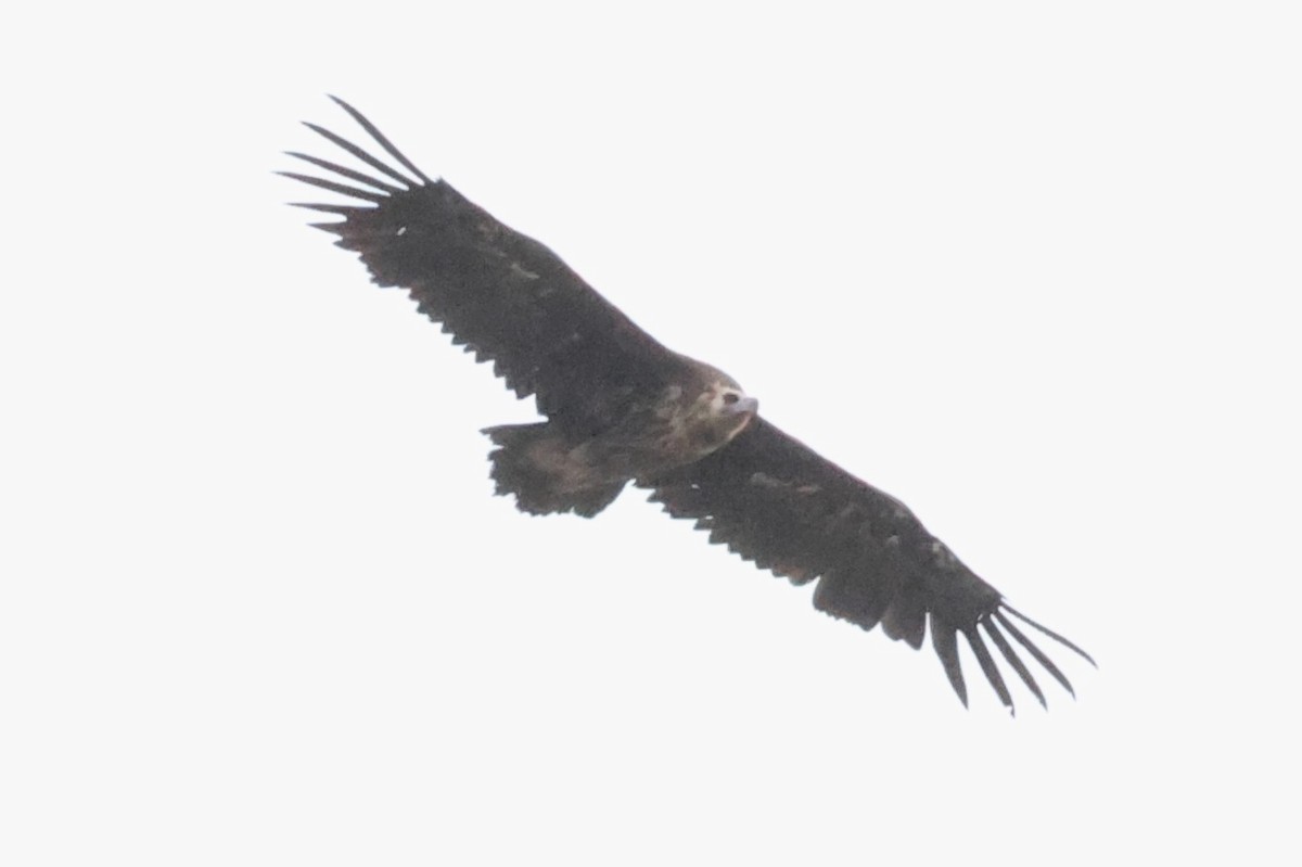 Cinereous Vulture - ML621598466