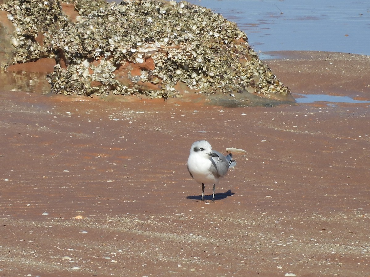 Gull-billed Tern - ML621598469