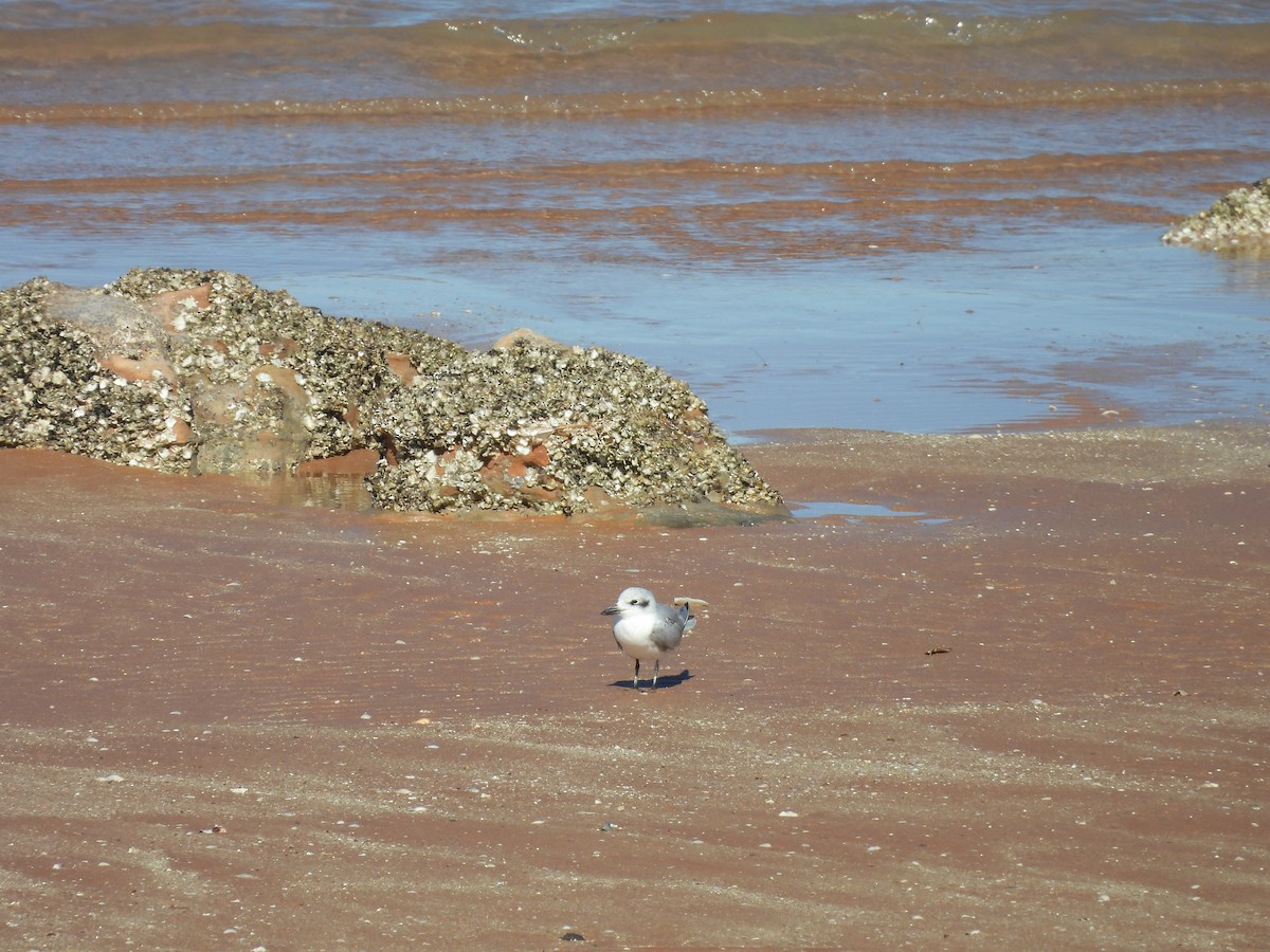 Gull-billed Tern - ML621598470
