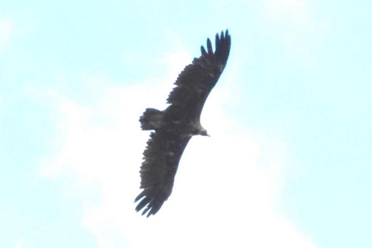 Cinereous Vulture - ML621598478