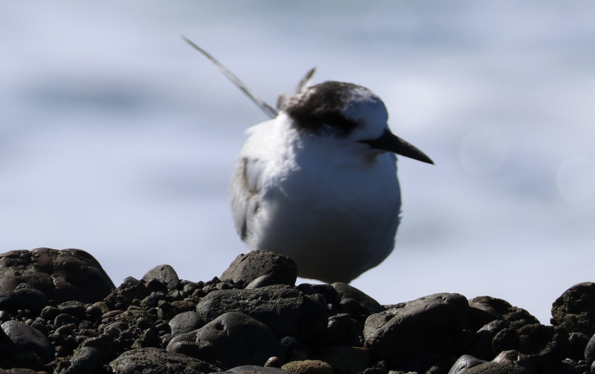 White-fronted Tern - ML621598509