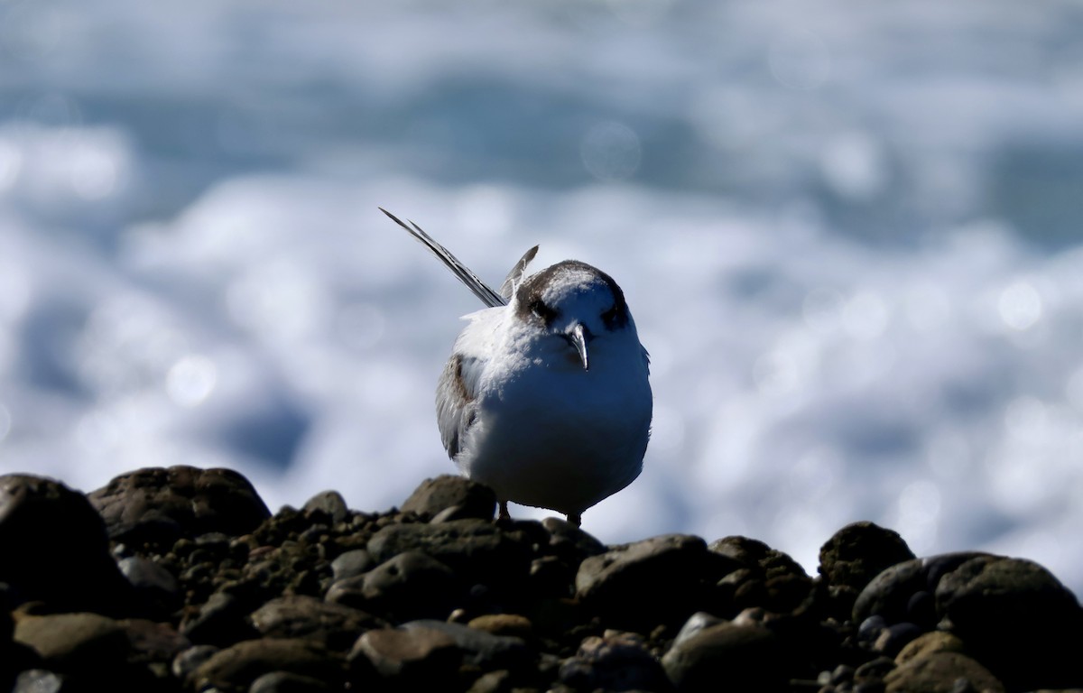 White-fronted Tern - ML621598510