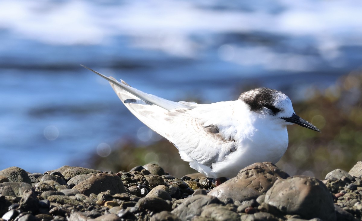 White-fronted Tern - ML621598511