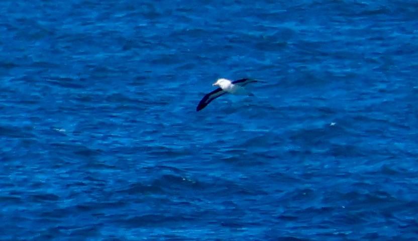 Black-browed Albatross - ML621598514