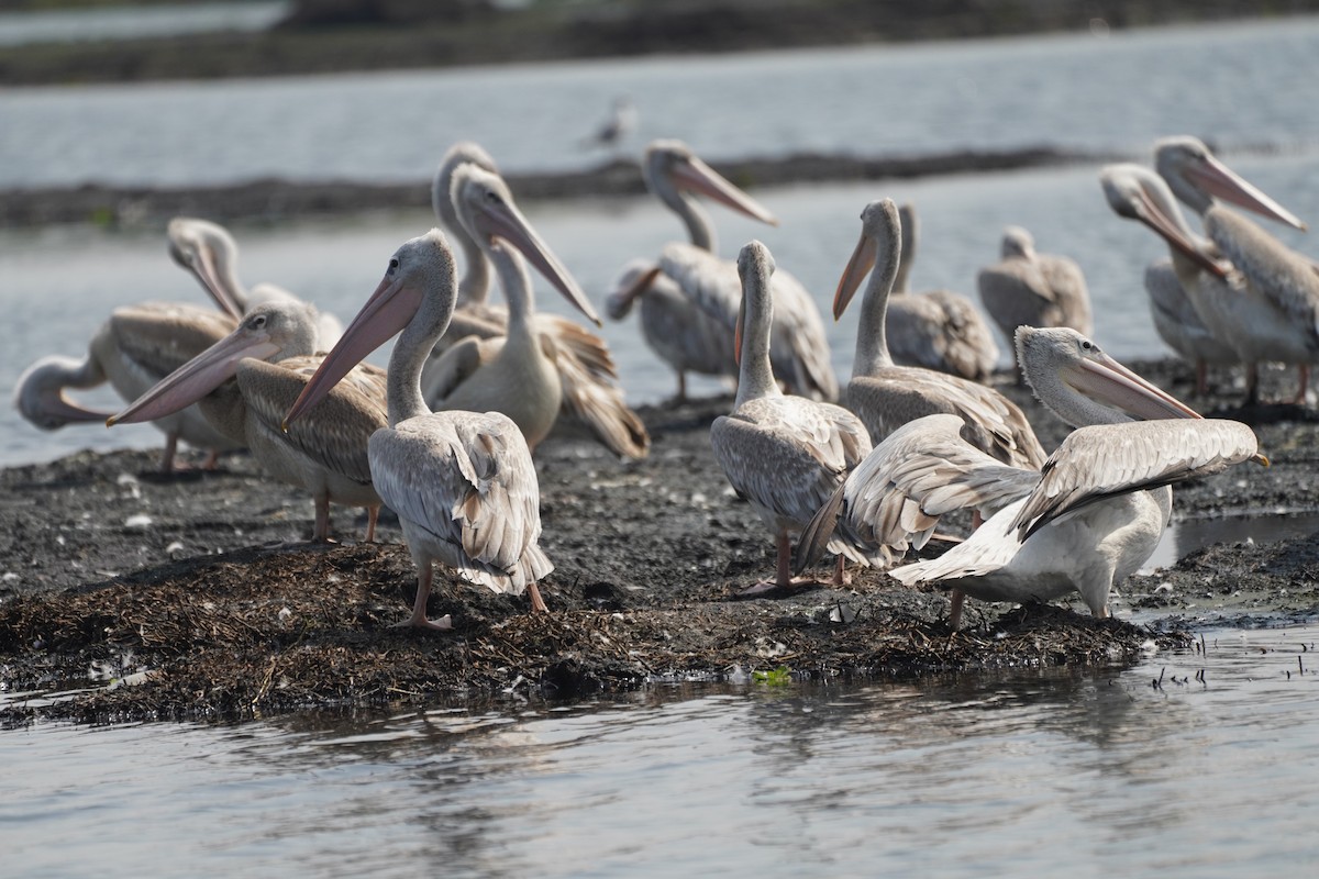 Pink-backed Pelican - ML621598516