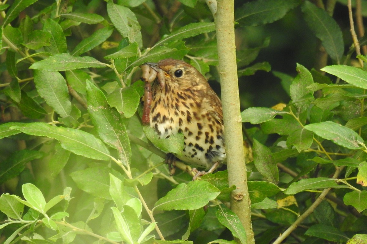 Song Thrush - ML621598517