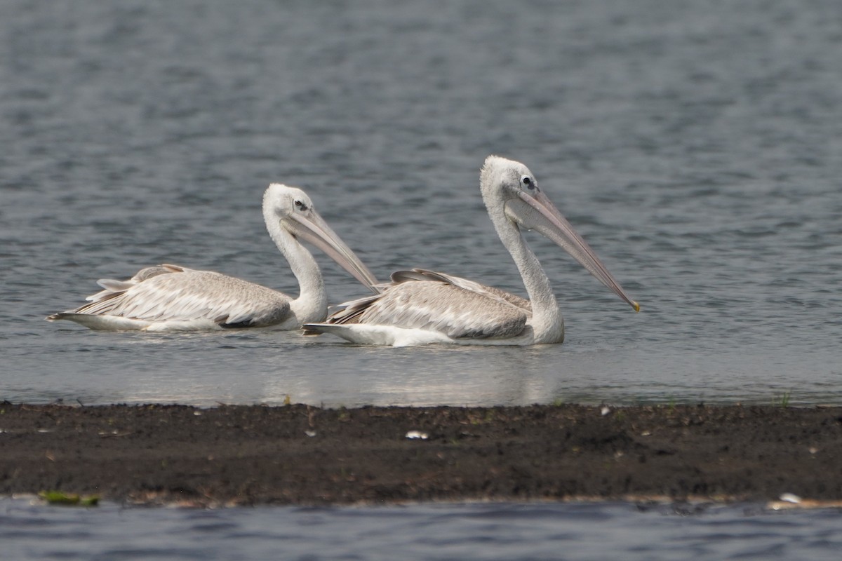 Pink-backed Pelican - ML621598523