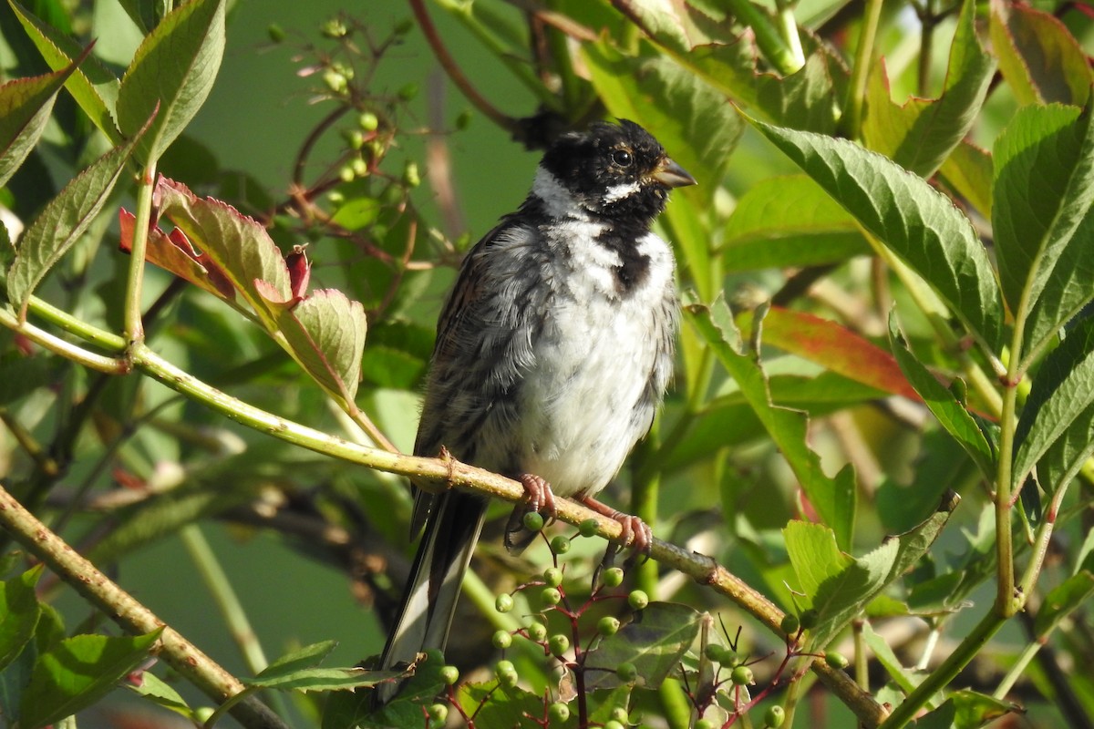 Reed Bunting - ML621598524