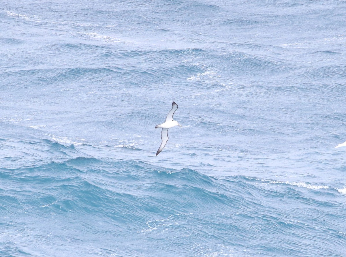White-capped Albatross (cauta) - ML621598533