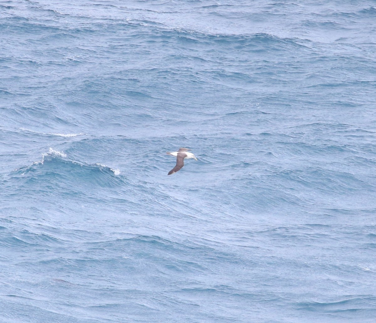 White-capped Albatross (cauta) - ML621598534