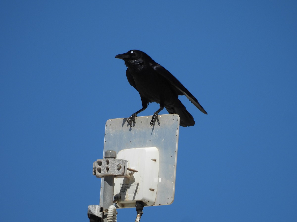 Torresian Crow - ML621598545