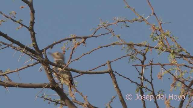 Little Gray Woodpecker - ML621598554