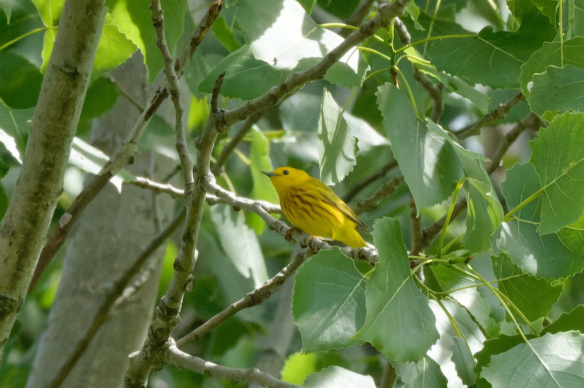 Yellow Warbler (Northern) - ML621598565
