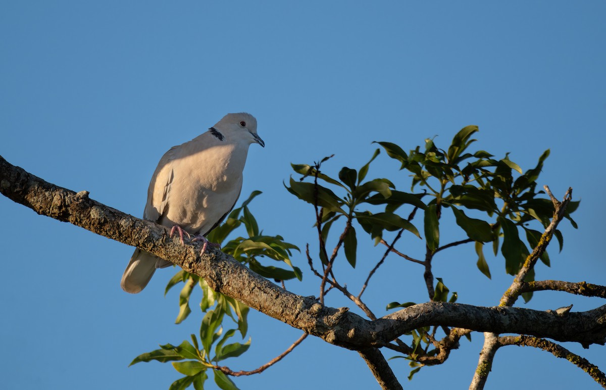 African Collared-Dove - ML621598566