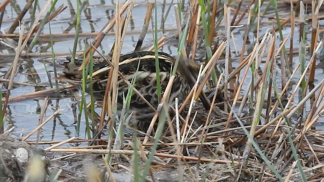 Jack Snipe - ML621598589