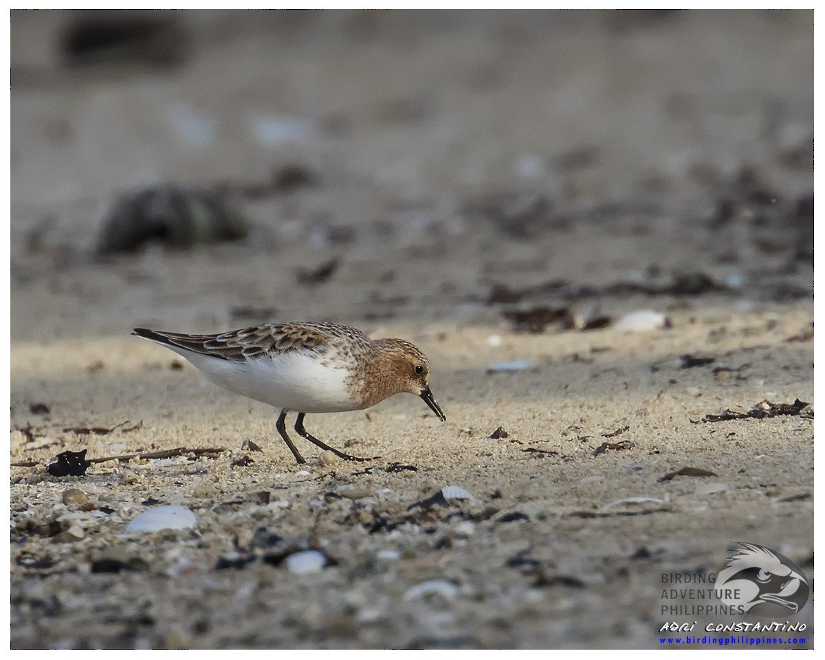 Red-necked Stint - ML621598672