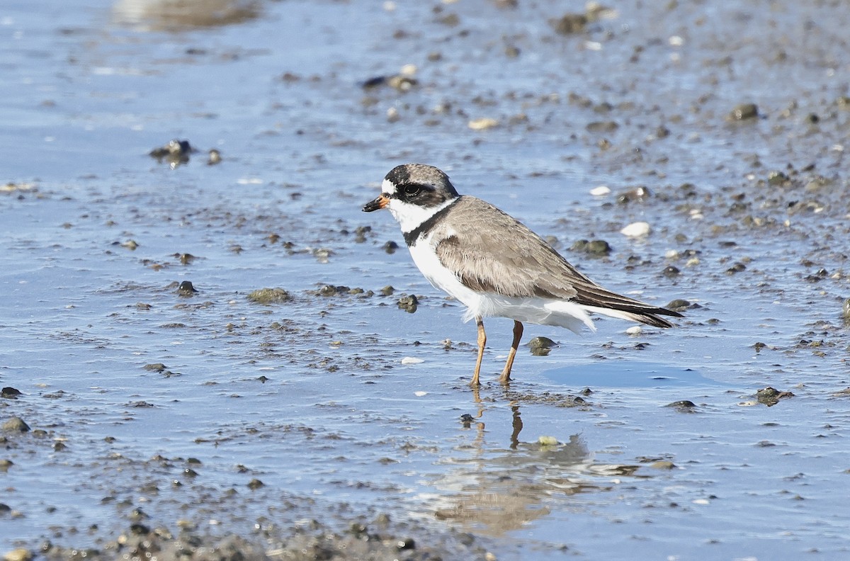 Semipalmated Plover - ML621598728