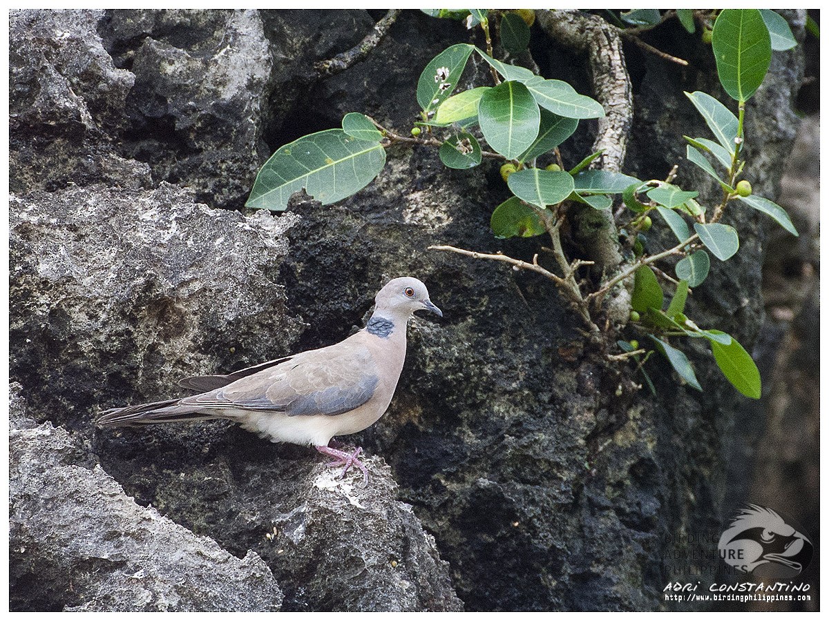 Philippine Collared-Dove - ML621598739