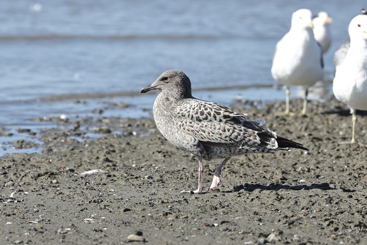 California Gull - Albert Linkowski