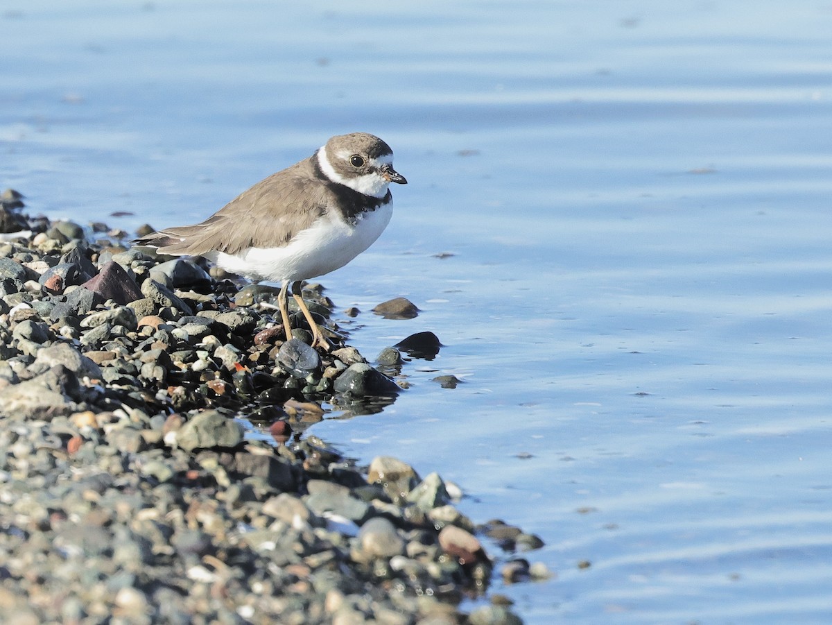 Semipalmated Plover - ML621598795