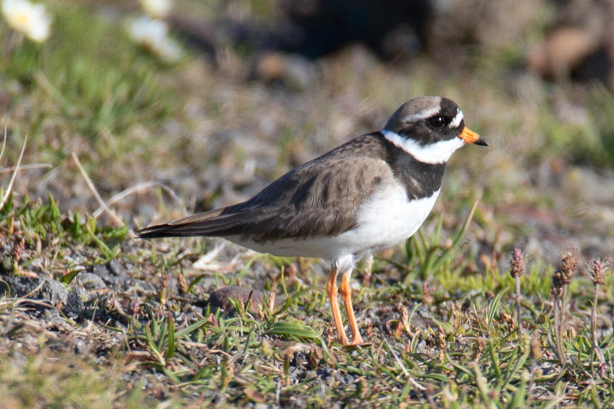 Common Ringed Plover - ML621598805