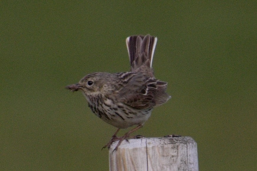 Meadow Pipit - ML621598807