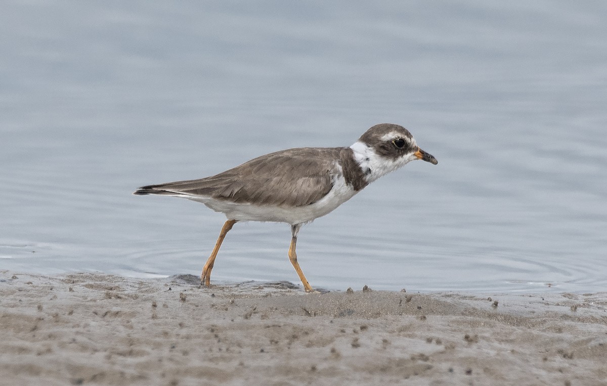 Semipalmated Plover - ML621598864