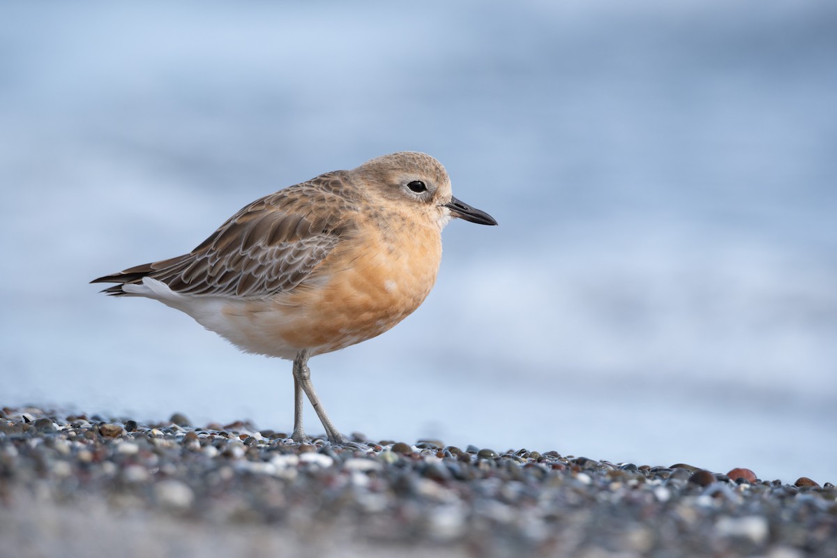Red-breasted Dotterel - ML621598866