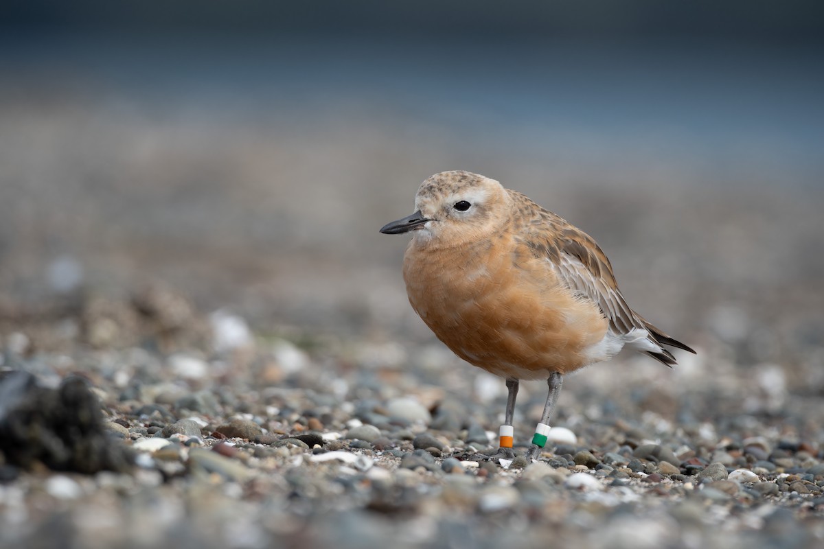 Red-breasted Dotterel - ML621598869