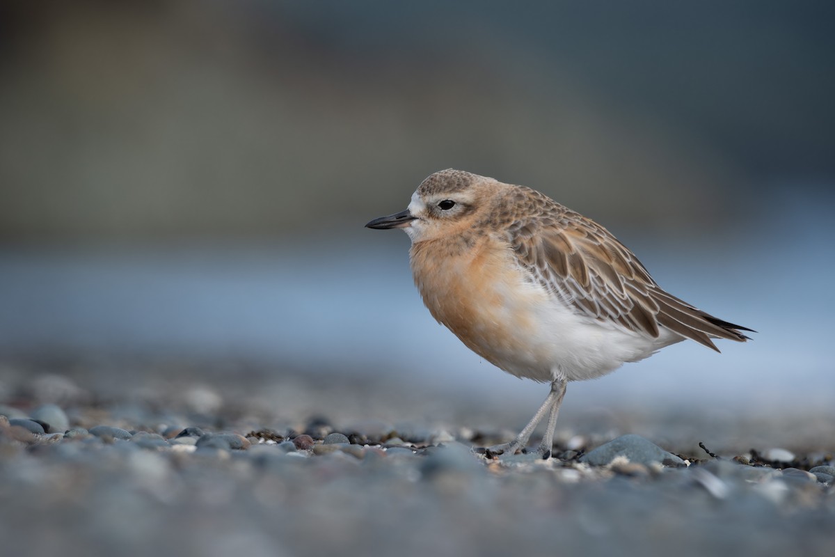 Red-breasted Dotterel - ML621598871