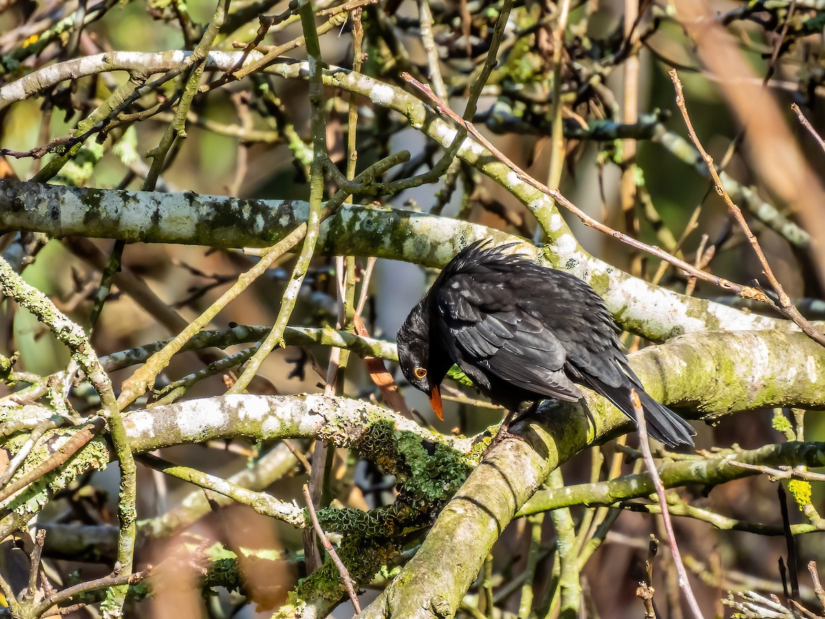 Eurasian Blackbird - ML621598874