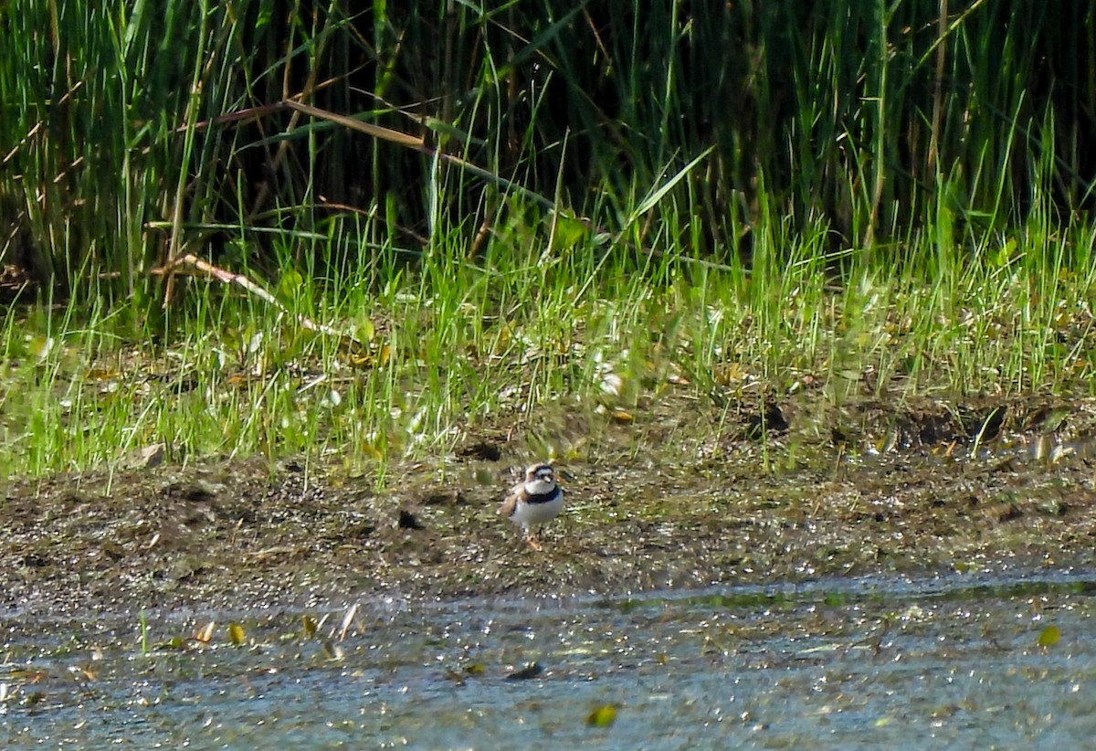 Semipalmated Plover - ML621598923