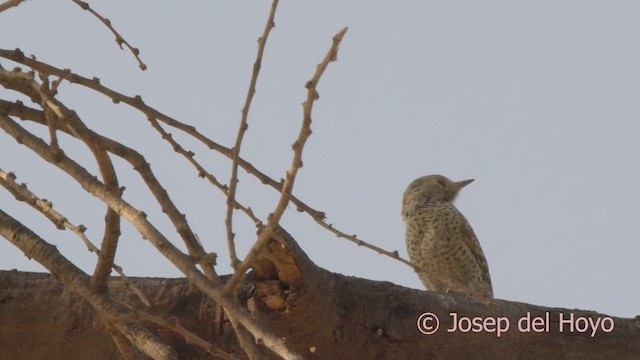Little Gray Woodpecker - ML621598933
