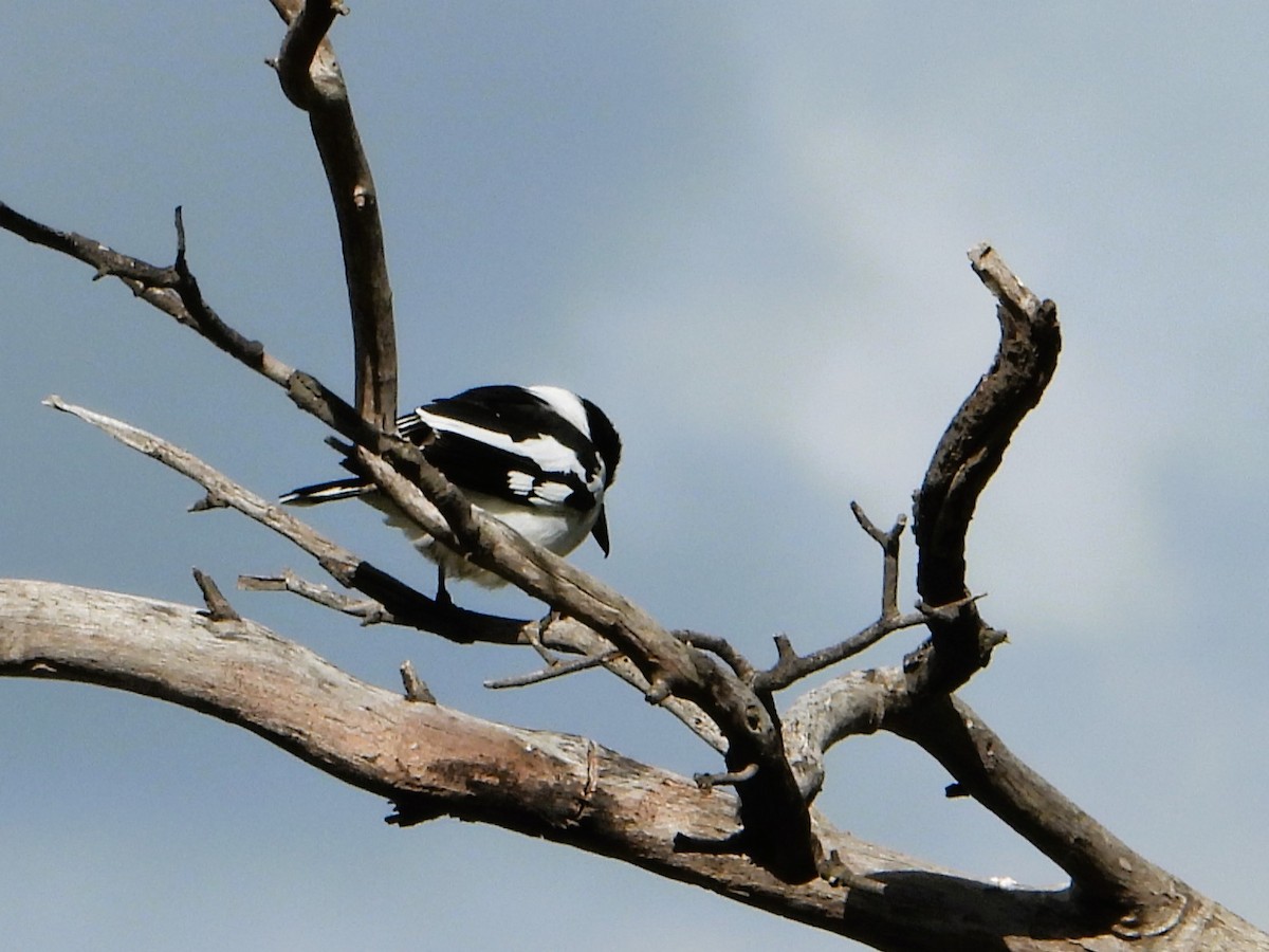 Australian Magpie (Black-backed) - ML621598998