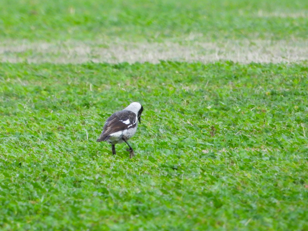 Australian Magpie (Black-backed) - ML621598999