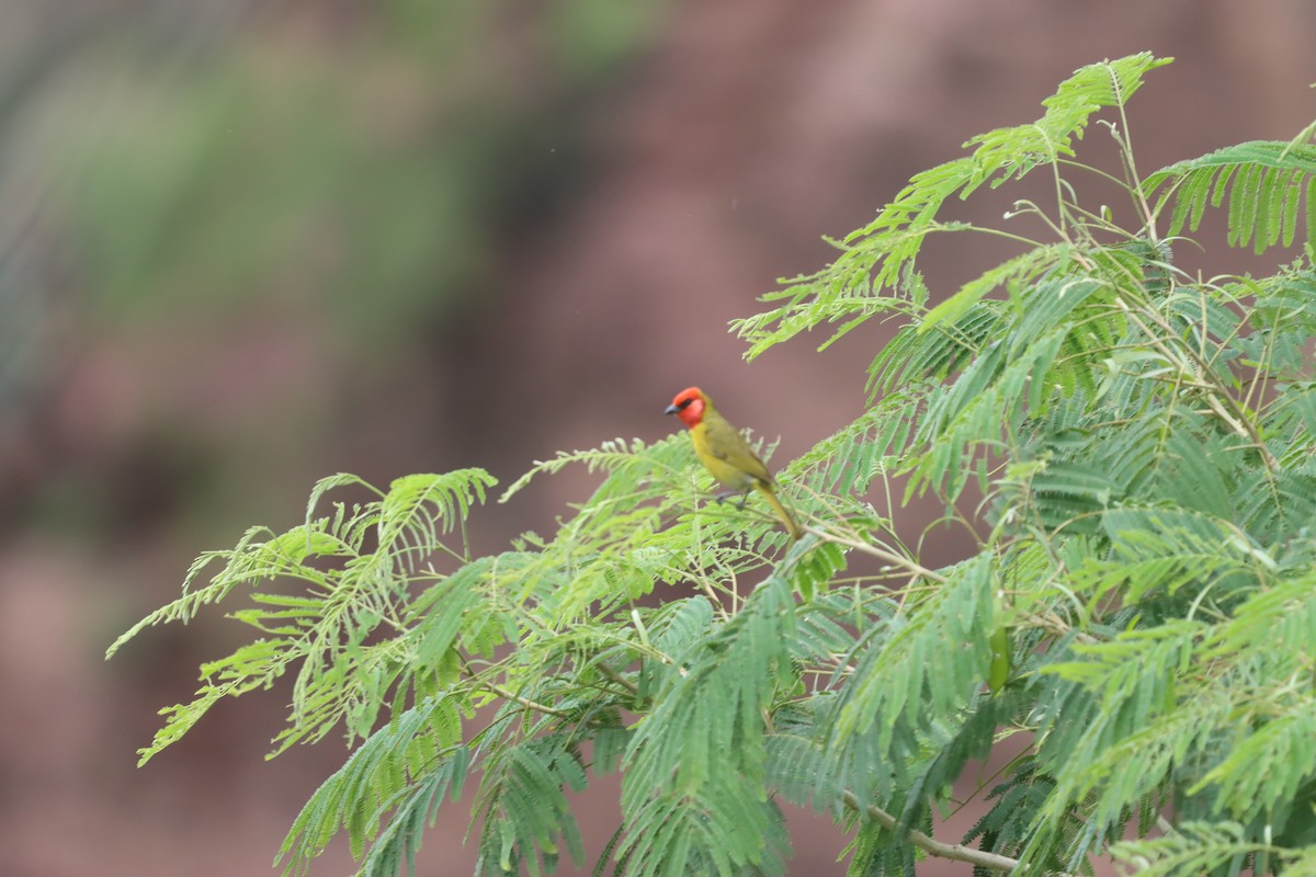 Red-headed Tanager - ML621599001