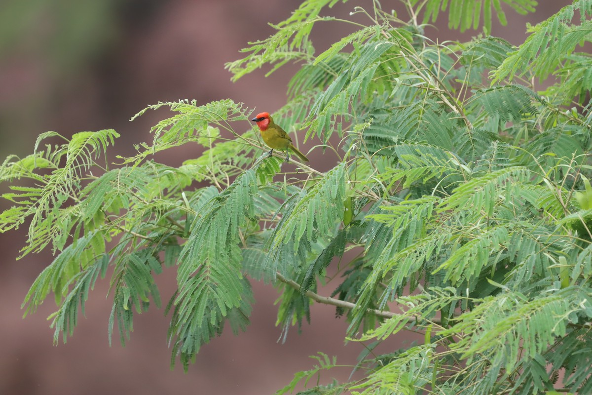 Red-headed Tanager - ML621599002