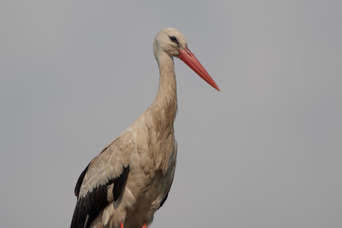 stork - ML621599003