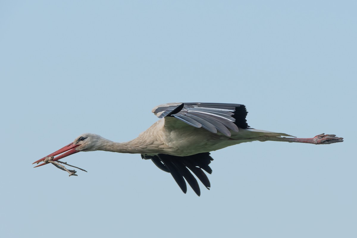 Weißstorch - ML621599004