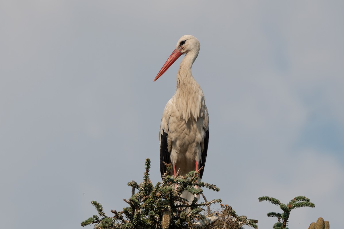 stork - ML621599005