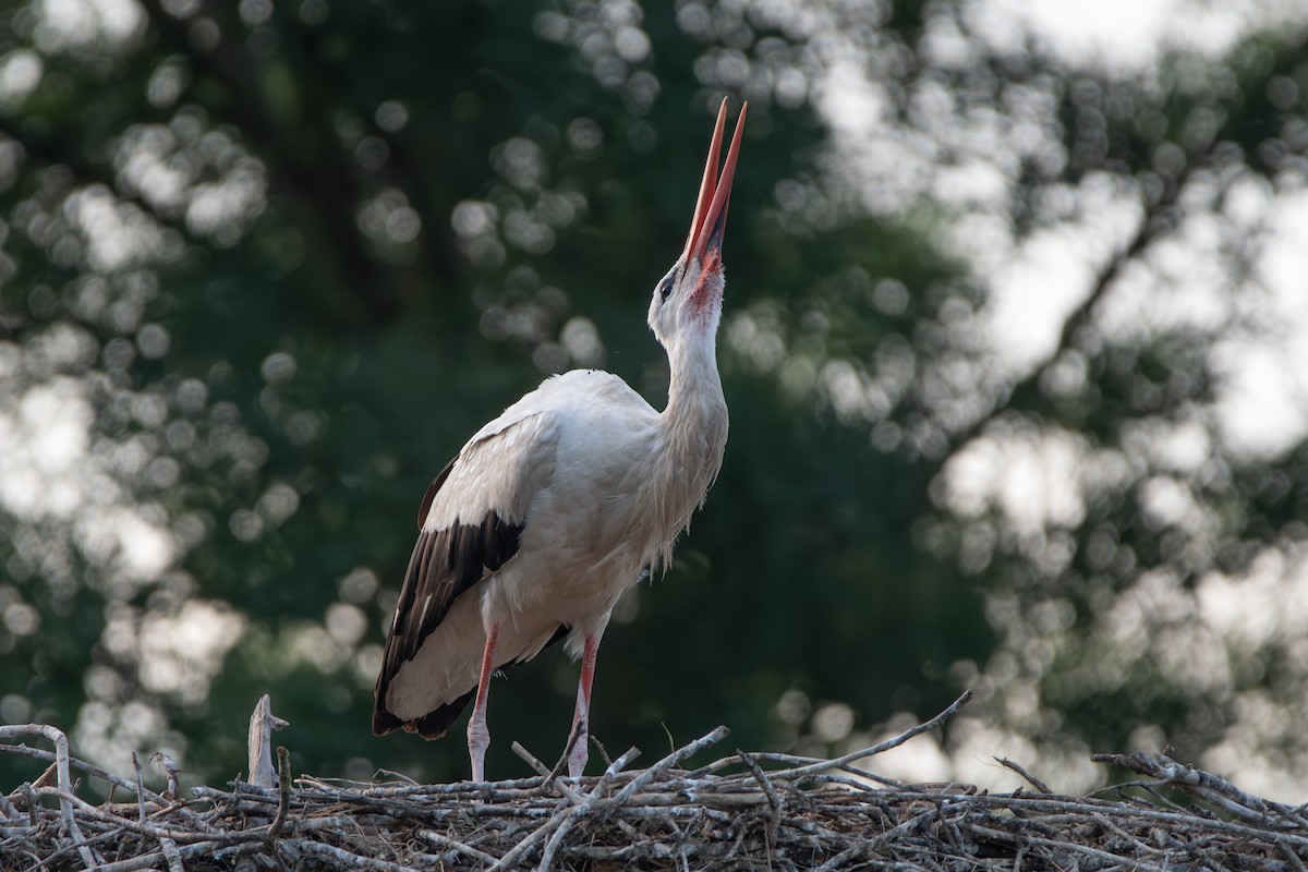 stork - ML621599006