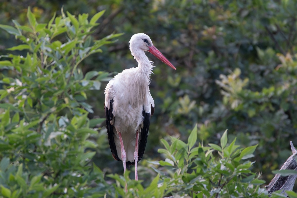 stork - ML621599007