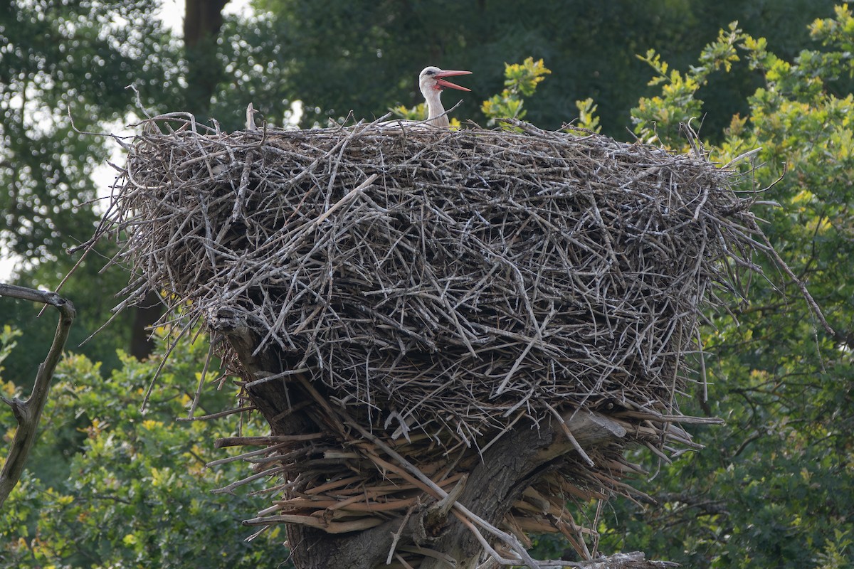 stork - ML621599010