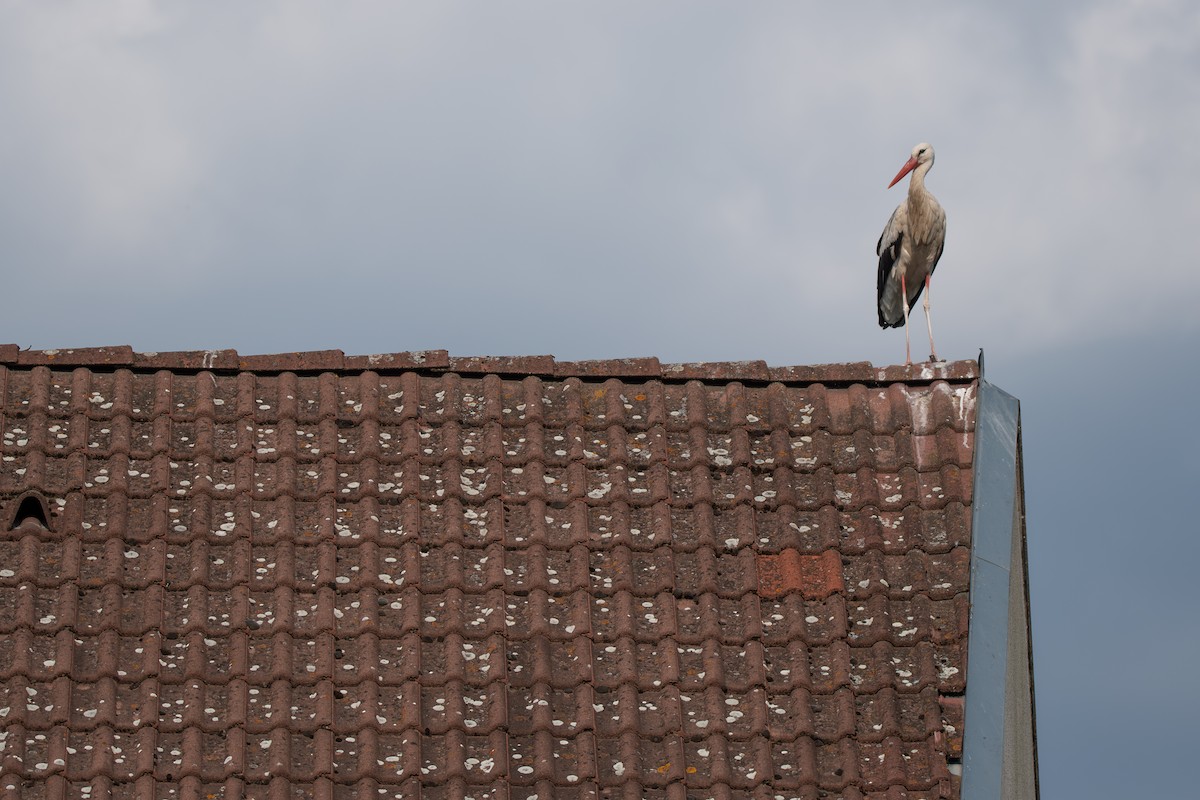 stork - ML621599011