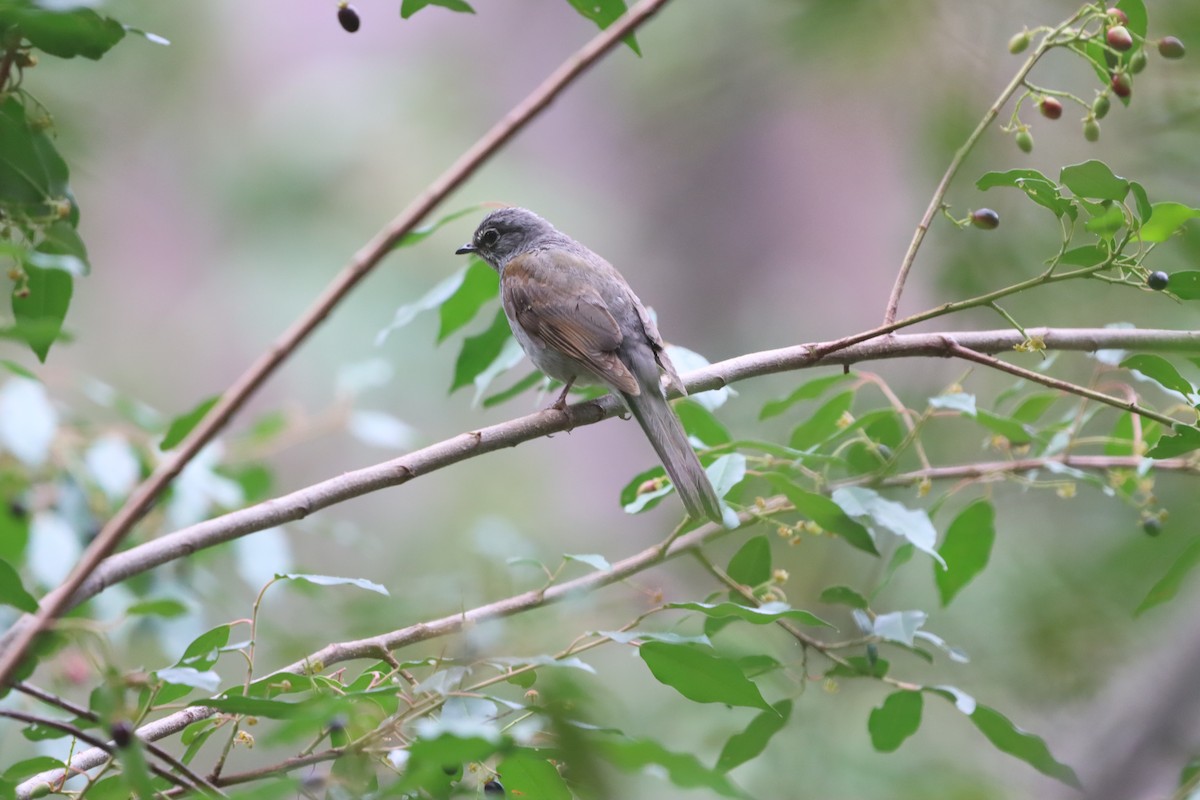 Brown-backed Solitaire - ML621599018