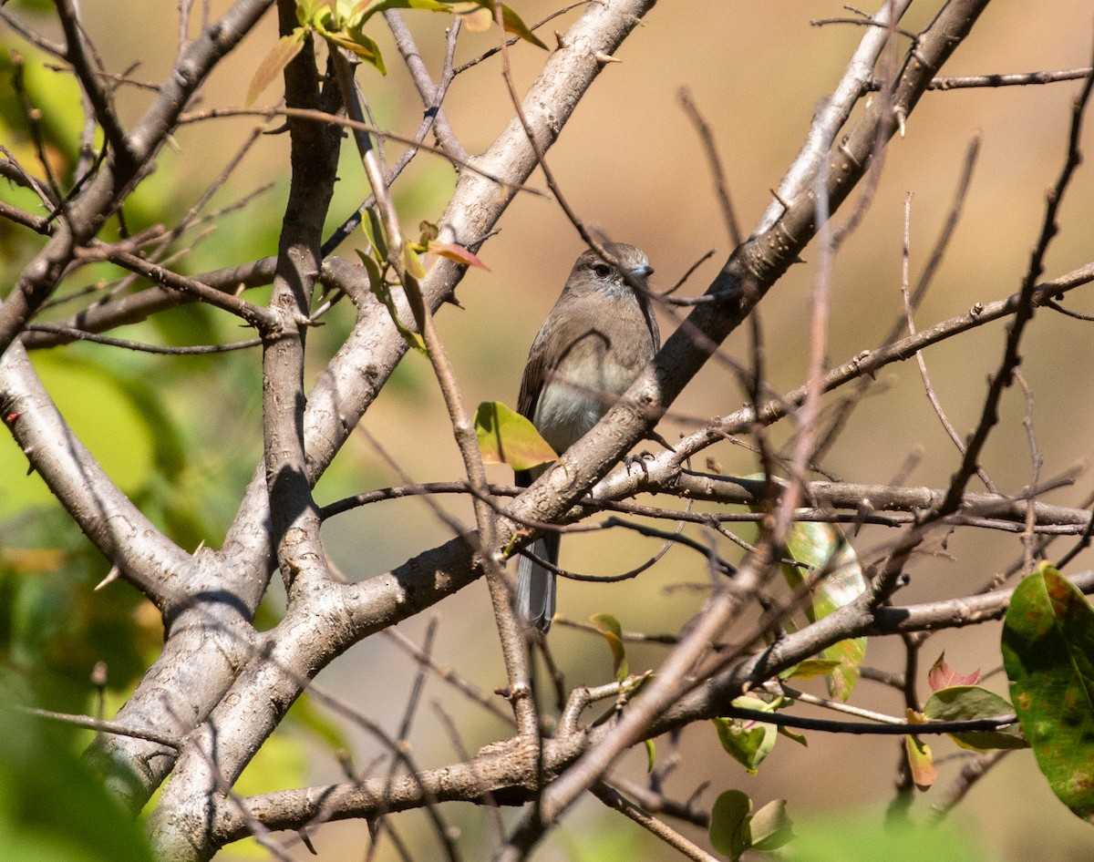 Angola Slaty-Flycatcher - ML621599024