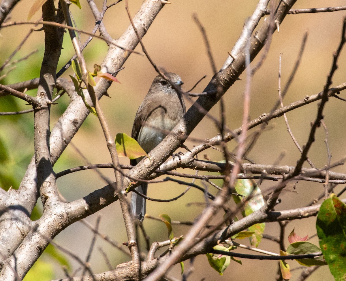 Angola Slaty-Flycatcher - ML621599025