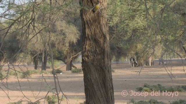 African Gray Woodpecker (Gray) - ML621599084