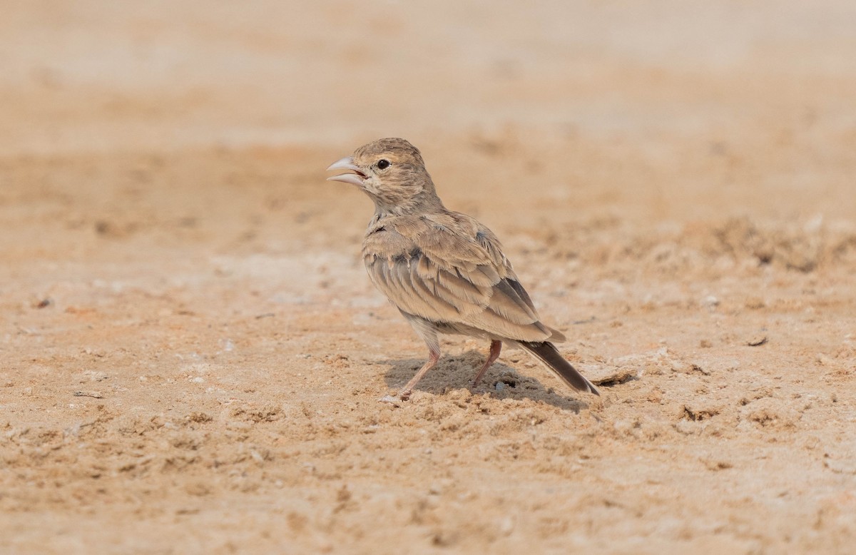 Black-crowned Sparrow-Lark - ML621599108