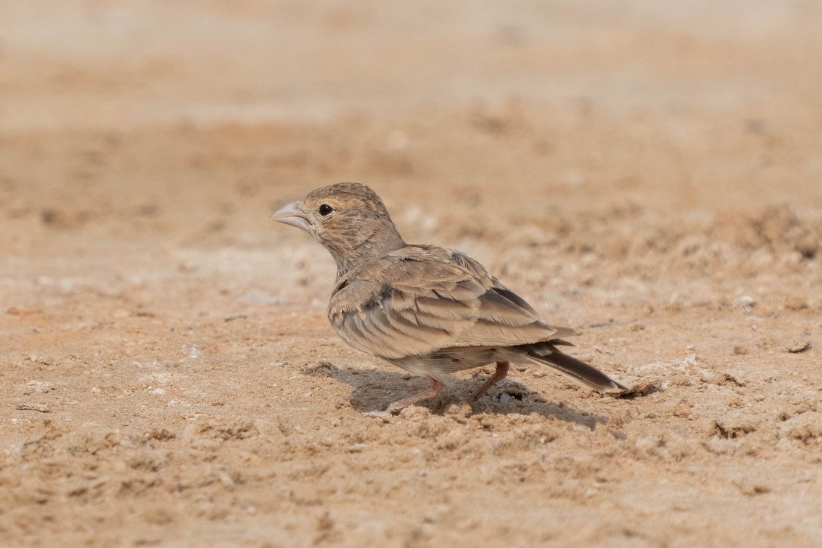 Black-crowned Sparrow-Lark - ML621599109